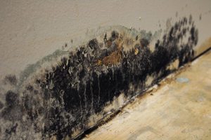 Mold Remediation in McLean, VA