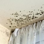 Mold Removal Services – Summerville and Goose Creek, SC