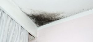 Mold-Remediation-Services-for-Olympia-WA