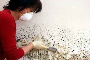 Mold Removal in Corvallis, OR
