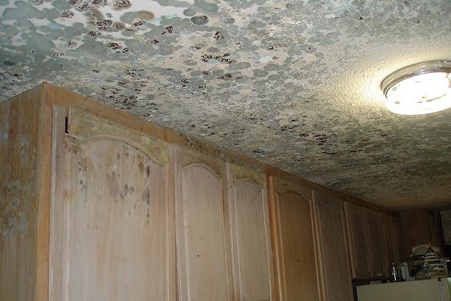 Mold Remediation