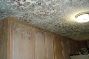 Mold Remediation Services – Warwick, RI