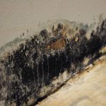 Mold Remediation in Hampton, CT 06247