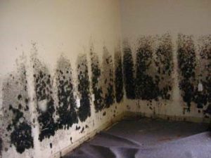 Mold Removal in Marietta, GA