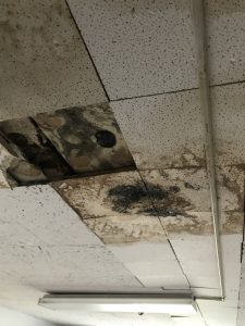 Mold-Remediation-Ceiling-Tiles