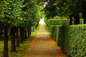 Tree-Trimming-Services