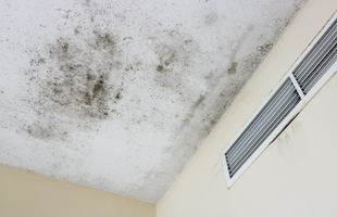 Ceiling Mold Removal