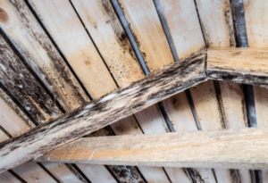 Emergency Attic Mold Removal