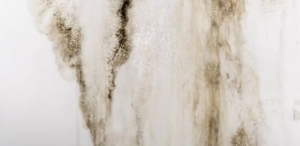 Mold in the Basement