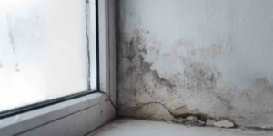 Commercial Basement Mold Removal