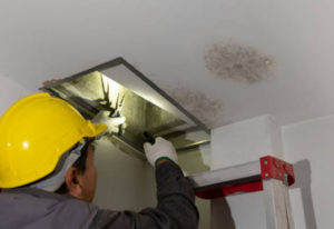 Mold Removal Service