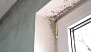 Commercial Wall Mold Remediation