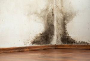 Mold Removal Service for Walls